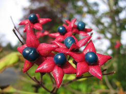 Szczęślin późny Clerodendrum trichotomum - nasiona 10szt.