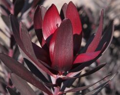 Leucadendron laureolum BURGUNDY SUNSET C4/60-80cm *10