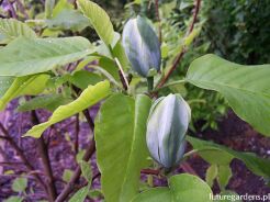 Magnolia acuminata SEIJU C3/60-80cm