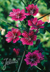 Dzika malwa Malva sylvestris ssp. mauritiana BIBOR FELHO - 5 szt. nasion ekologicznych