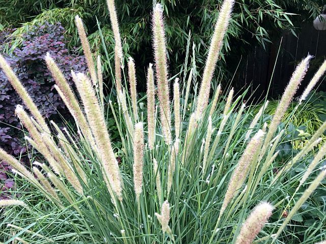 Pennisetum macrourum SHORT STUFF /C2 *26