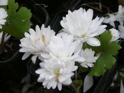 Sangwinaria kanadyjska FLORE PLENO syn.'Multiplex' Sanguinaria canadensis /P11 *P25