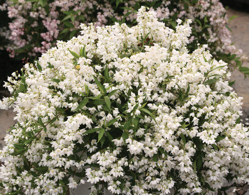 Żylistek karłowy YUKI SNOWFLAKE Deutzia C5/30-50cm *K17