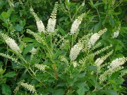 Orszelina olcholistna HUMMINGBIRD September Beauty Clethra alnifolia C5/60-80cm *K14