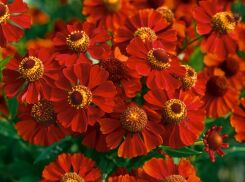 Dzielżan karłowy SALSA Helenium autumnale /C2