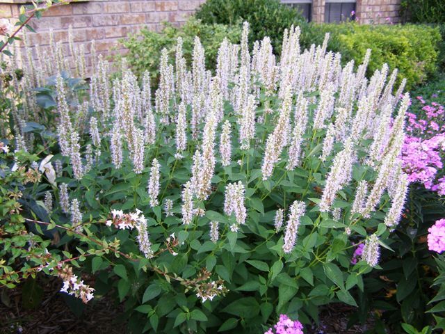 Kłosowiec anyżowy ALABASTER Agastache rugosa - nasiona 30szt.