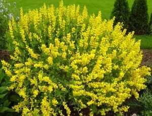 Baptysia żółta  Baptisia tinctoria