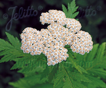 Wrotycz wielkolistny Wolfie's Choice Tanacetum macrophyllum - 10szt. nasion