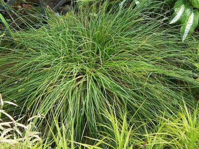 Turzyca gwiazdowata GREEN HAIR Carex echinata /C1,5