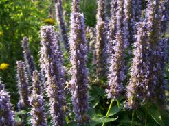 Kłosowiec meksykański  Agastache mexicana - nasiona 0,1g