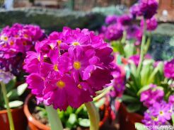 Pierwiosnek ząbkowany RUBIN SELECTION Primula denticulata /C2 *K7