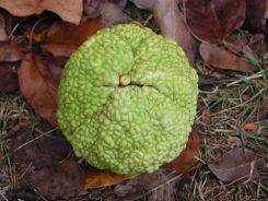 Żółtnica pomarańczowa syn.Cudrania Maclura pomifera C2/60-80cm *K13