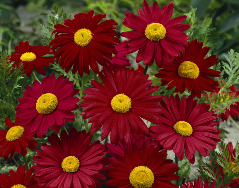 Wrotycz szkarłatny ROBINSON RED Tanacetum cocineum Chryzanthemum /C2 *K3