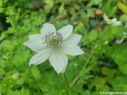 Zawilec Leveille'a Anemone leveillei /P9 *K7