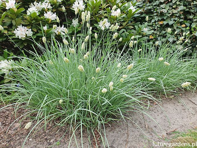 Sesleria błękitna S. skalna Sesleria caerulea /P9 *K5