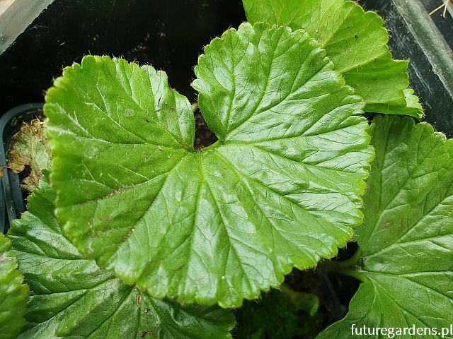 Gunnera magellanica Gunera /C2 *T11