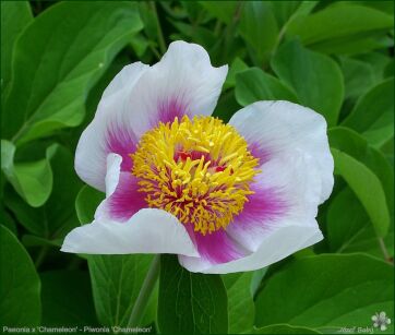 Piwonia x CHAMELEON Paeonia /P12