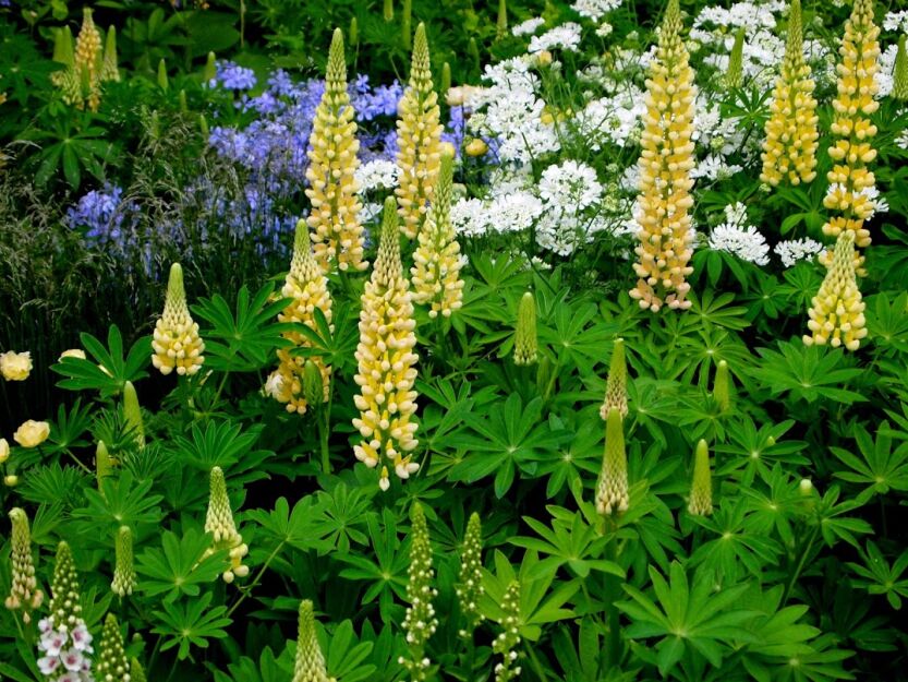 Łubin trwały ŻÓŁTY Russel Chandelier - 2g nasion  Lupinus polyphyllus 