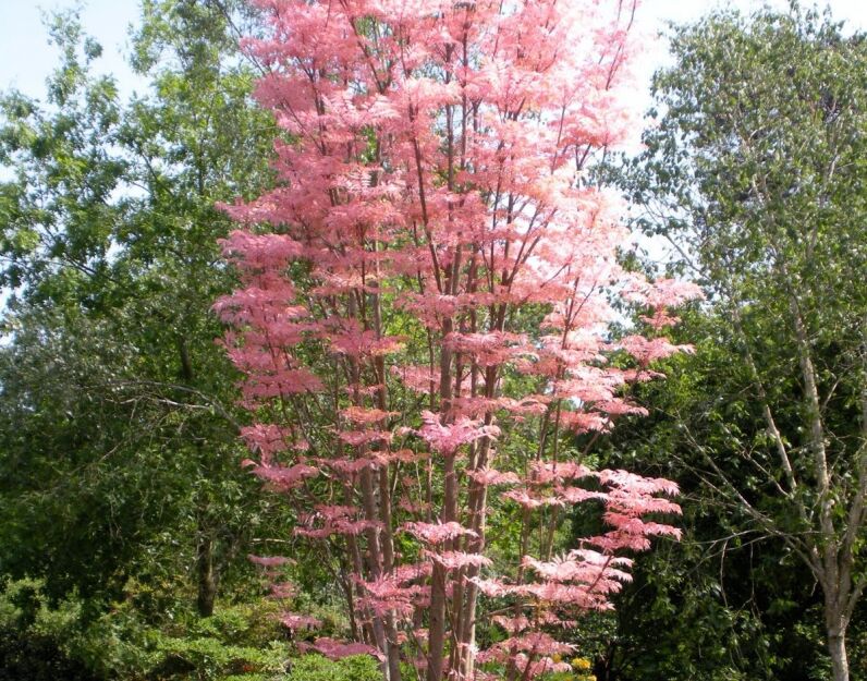 Toona sinensis FLAMINGO Cedrówka C5/50cm *K11