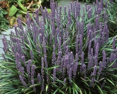 Liriope szafirkowata BIG BLUE Liriope muscari /C1,5