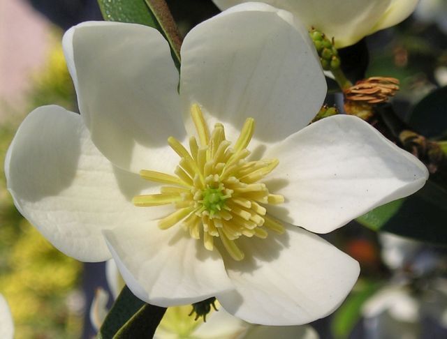 Magnolia laevifolia (karłowa i zimozielona) Michelia yunnanensis - nasiona 2szt.