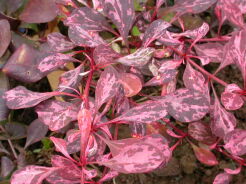 Berberys Thunberga 'ROSE GLOW' Berberis thunbergii C3/40cm