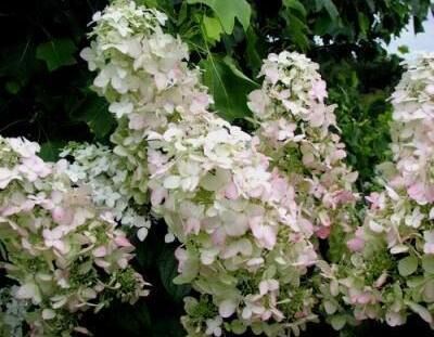 Hortensja bukietowa PINK LADY Hydrangea paniculata /C3