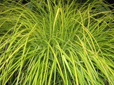 Turzyca sztywna Bowles' Golden Sedge Carex elata  