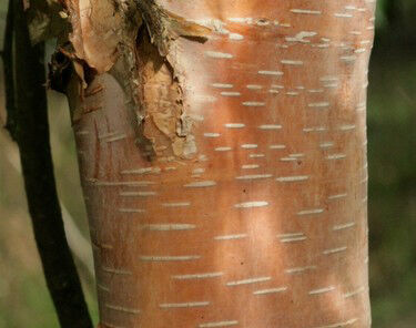 Brzoza Ermana HAKKODA ORANGE Betula ermanii C3/50-80cm