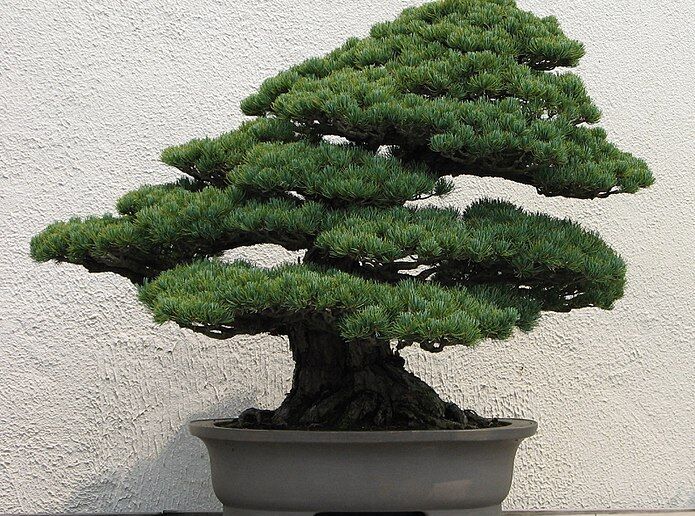 Sosna drobnokwiatowa Bergmana Pinus parviflora C7,5/40-50cm *K4