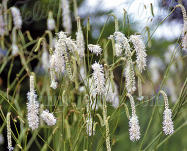 Krwiściąg delikattny ALBA Sanguisorba tenuifoliaa - 10szt. nasion