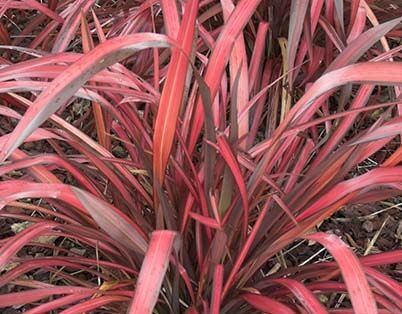 Len nowozelandzki EVENING GLOW Tęgosz właściwy Phormium tenax /C9 *32T