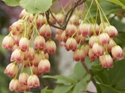 Enkiant dzwonkowaty 5-letni Enkianthus campanulatus C4/60cm *TP