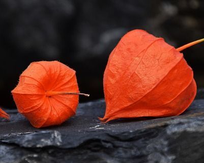 Miechunka rozdęta GIGANTEA 'Winter Cherry' Physalis alkekengi var. franchetii - 5szt. nasion