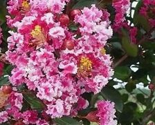 Lagerstroemia BERLINGOT MENTHE C18/Pa80cm *5