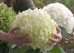 Hortensja krzewiasta INCREDIBALL Hydrangea arborescens 'Abetwo' /C5