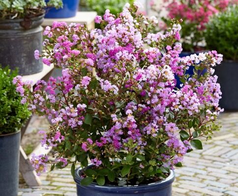 Lagerstroemia karłowa WITH LOVE® ETERNAL 'Milavio' L.indica Bez południa /C2 *K17