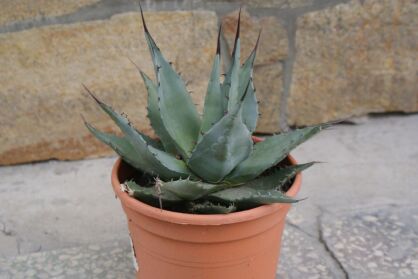 Mrozoodporna Srebrna Agave Havardiana (średnica 20-25 cm.)