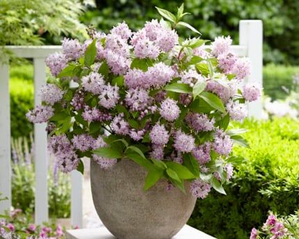 Żylistek RASPBERRY SUNDAE® 'Low 18' Deutzia /C7,5 *K18