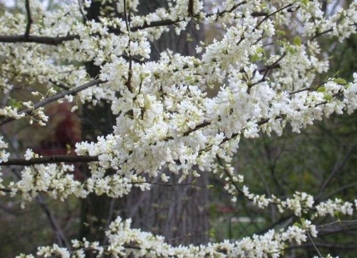 JUDASZOWIEC południowy ALBA Cercis siliquastrum