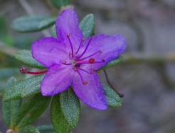 Rhododendron violaceum Różanecznik /C2 *K14