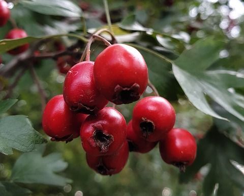 Głóg schraderiana Crataegus schraderiana C5/30-40cm *K12