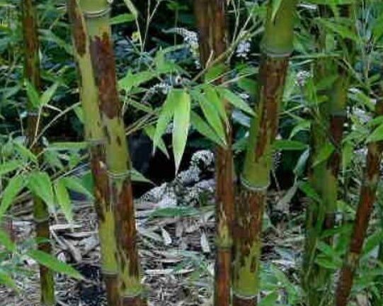 Bambus czarny BORYANA Phyllostachys nigra C5/60cm *K8