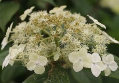 Hortensja miękkowłosa 'NEPAL BEAUTY' Hydrangea heteromalla /C2