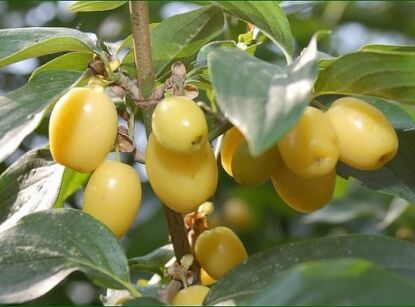 Dereń jadalny JANTARNYJ  Cornus mas