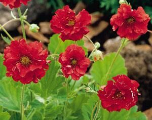 Kuklik BLAZING SUNSET Geum chiloense /C2,5