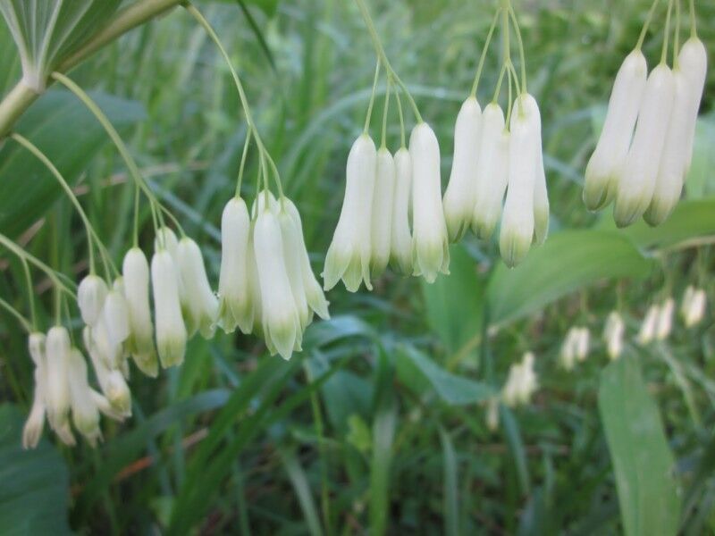 Kokoryczka wielokwiatowa Polygonatum multiflorum /C2 *K16