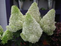 Hortensja bukietowa Magical Moonlight® Kolmagimo Hydrangea paniculata /C30 *P25