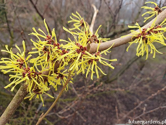 Oczar żólty PALLIDA Hamamelis x intermedia C2/30-40cm *T6