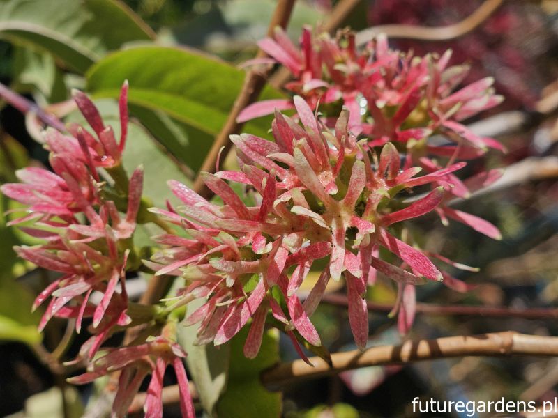 Heptakodium chińskie Heptacodium miconioides C2/80-100cm *K13